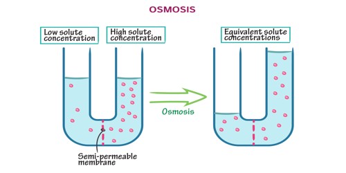 Osmosis - Assignment Point