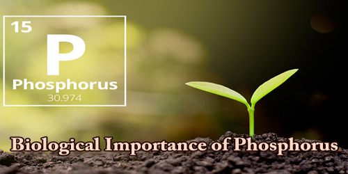 Biological Importance of Phosphorus