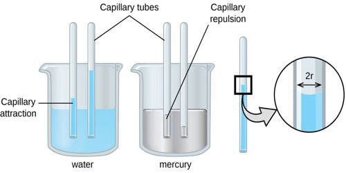 Capillary Action