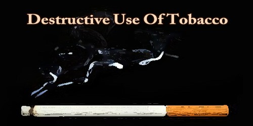Destructive Use Of Tobacco