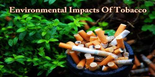 Environmental Impacts Of Tobacco