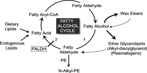 Fatty Alcohols
