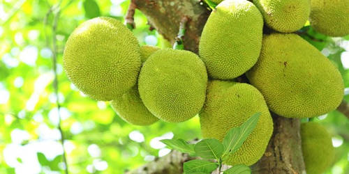 The Jackfruit – Our National Fruit