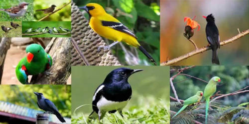 The Birds of Bangladesh