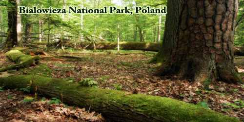 Bialowieza National Park, Poland