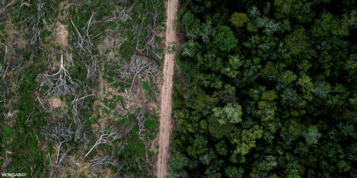 Destruction of the Rainforest