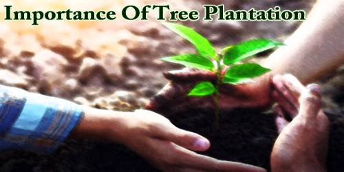 Importance Of Tree Plantation