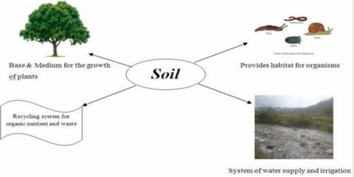Importance of Soil