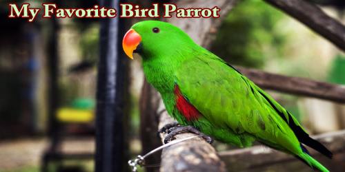 My Favorite Bird Parrot