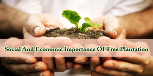 Social And Economic Importance Of Tree Plantation