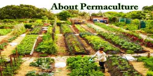 About Permaculture