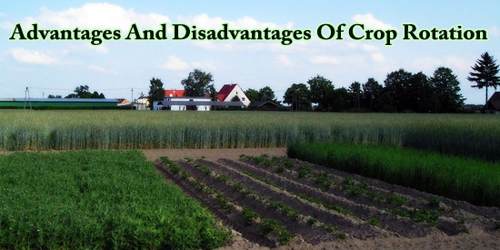 Advantages And Disadvantages Of Crop Rotation