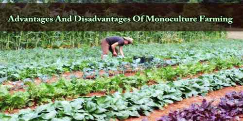Advantages And Disadvantages Of Monoculture Farming