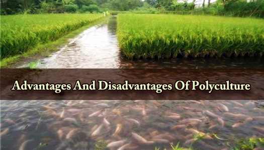 Advantages And Disadvantages Of Polyculture