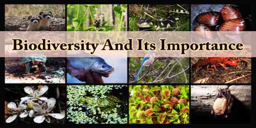 Biodiversity And Its Importance
