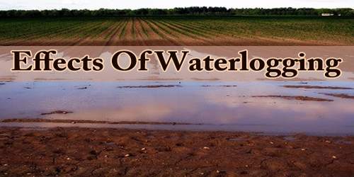 Effects Of Waterlogging
