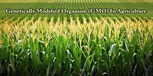 Genetically Modified Organism (GMO) In Agriculture