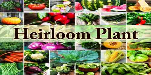 Heirloom Plant