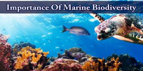 Importance Of Marine Biodiversity