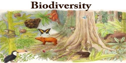 Paragraph On Biodiversity