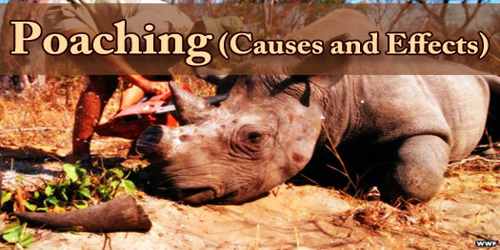 Poaching (Causes and Effects) - Assignment Point