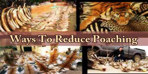 Ways To Reduce Poaching