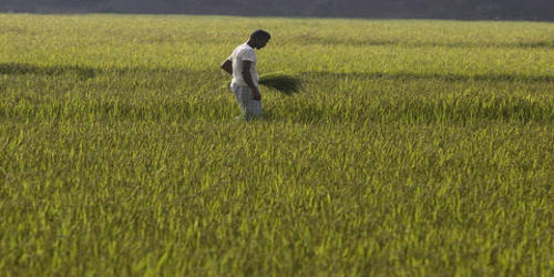 Agriculture in Bangladesh