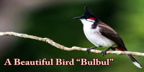 A Beautiful Bird “Bulbul”
