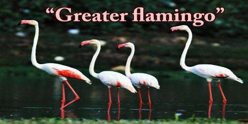 A Beautiful Bird “Greater flamingo”