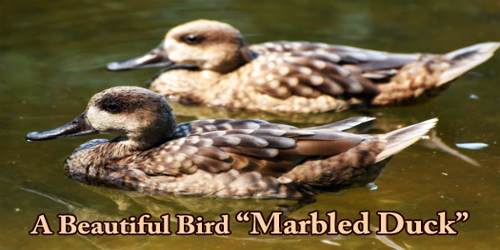 A Beautiful Bird “Marbled Duck”
