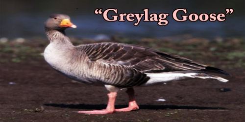 A Beautiful Bird “Greylag Goose”