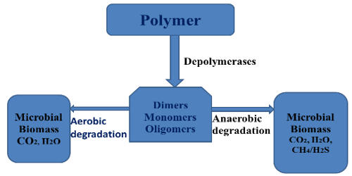 Polymer Degradation