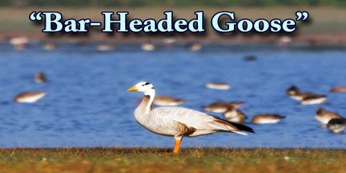 A Beautiful Bird “Bar-Headed Goose”