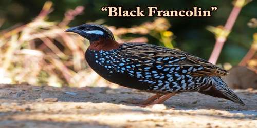 A Beautiful Bird “Black Francolin”