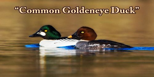 A Beautiful Bird “Common Goldeneye Duck”