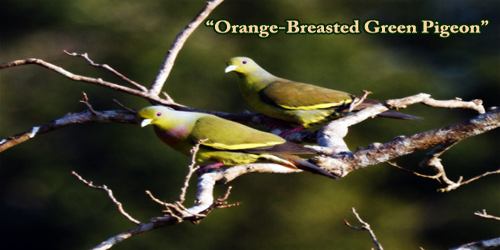 A Beautiful Bird “Orange-Breasted Green Pigeon”