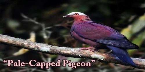 A Beautiful Bird “Pale-Capped Pigeon”