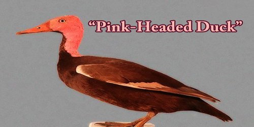 A Beautiful Bird “Pink-Headed Duck”