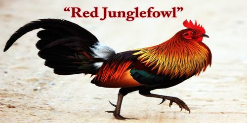 A Beautiful Bird “Red Junglefowl”