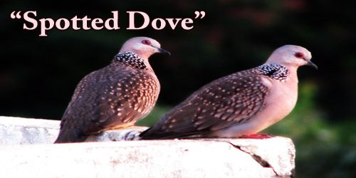 A Beautiful Bird “Spotted Dove”