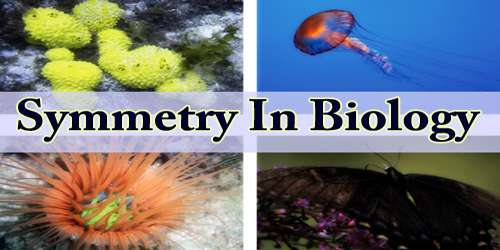 Symmetry In Biology