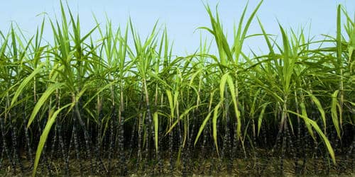 The Sugarcane