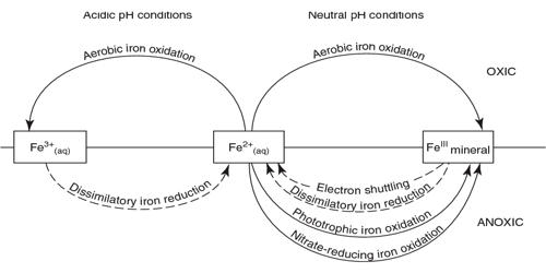 Iron Cycle (Fe)