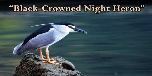 A Beautiful Bird “Black-Crowned Night Heron”