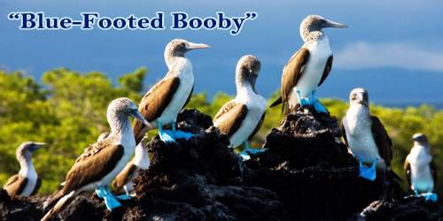 A Beautiful Bird “Blue-Footed Booby”