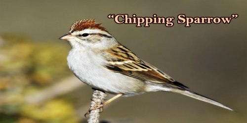 A Beautiful Bird “Chipping Sparrow”