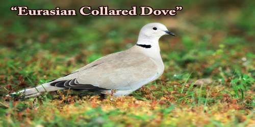 A Beautiful Bird “Eurasian Collared Dove”