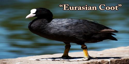 A Beautiful Bird “Eurasian Coot”