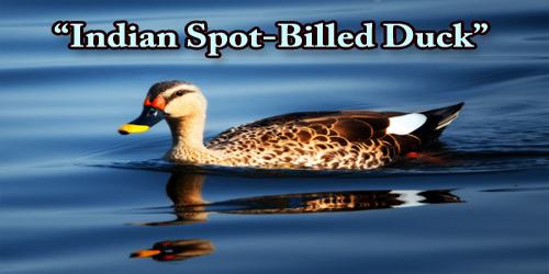 A Beautiful Bird “Indian Spot-Billed Duck”