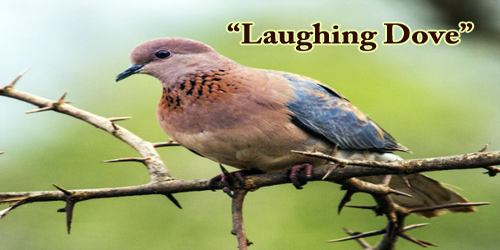 A Beautiful Bird “Laughing Dove”
